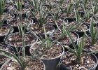他の写真2: ユッカ「フィリフェラ」　Yucca filifera
