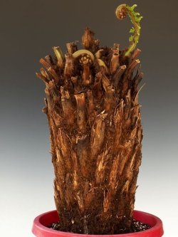 画像1: ディクソニア・アンタルクティカ （中）Dicksonia antarctica 