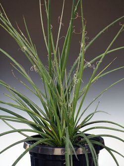 画像1: ヘスペラロエ「パルビフローラ」Lサイズ　Hesperaloe　parviflora