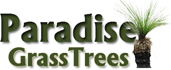 Paradise Grass Trees