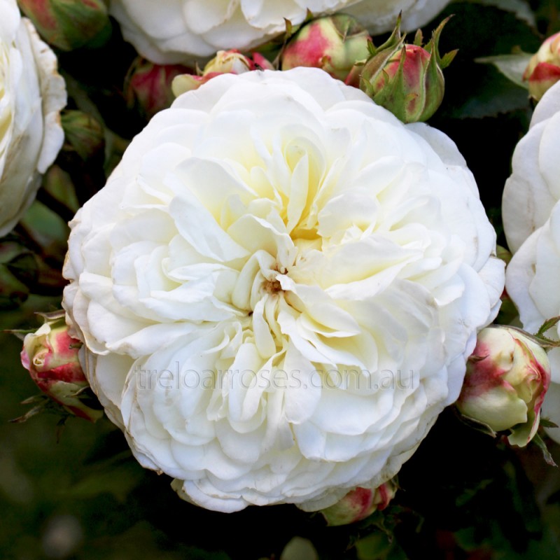 トランクウィリティー tranquillity david austin amiamie australia トランクウィリティー tranquillity david austin amiamie australia