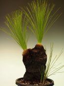 画像: グラスツリーWヘッドUPしました<font color="green"><B>"Grass Trees"</B></font>