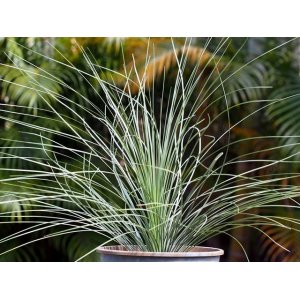 画像: ザンソロエア「グラウカ」Xanthorrhoea glauca hybrid(seedling）