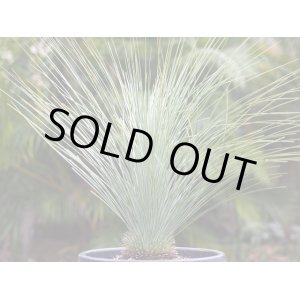 画像: ザンソロエア「グラウカ」Xanthorrhoea glauca hybrid (seedling）