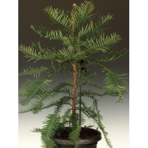 画像: ウォレマイ・パイン（Wollemi Pine）