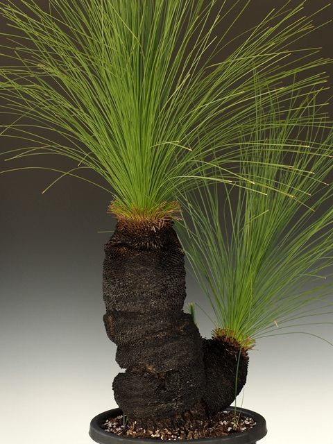 グラスツリーupdateしました Grass Trees