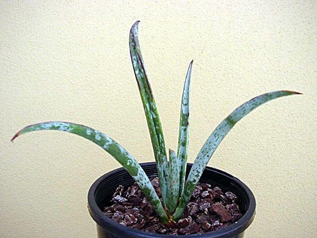 画像: Yucca endrichiana ユッカ　エンドリッキアーナ