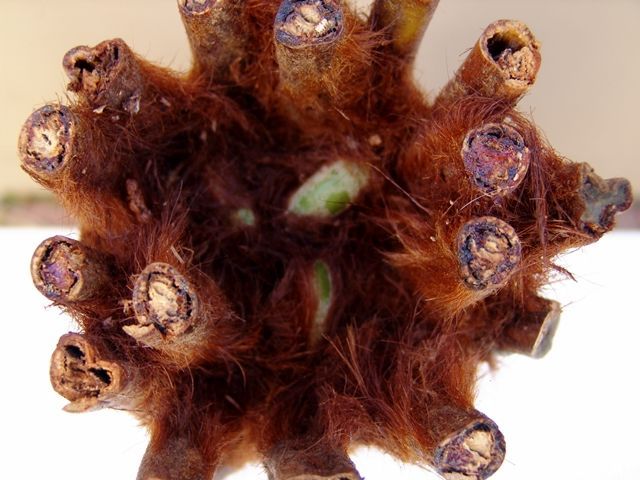 画像: ディクソニア・アンタルクティカ （小）Dicksonia antarctica 