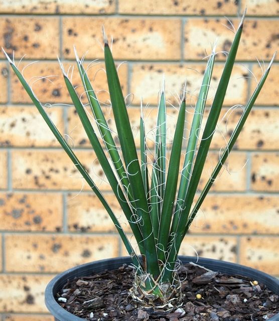 ユッカ「フィリフェラ」 Yucca filifera - amiamie Australia