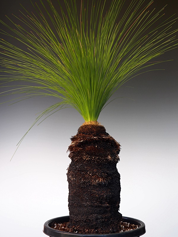 画像: ザンソロエア「ジョンソニー」（Xanthorrhoea johnsonii）