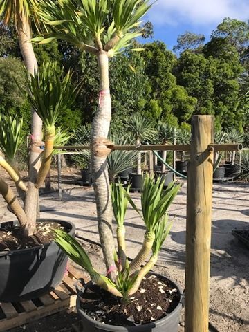 画像: Dracaena cochinchinensis 