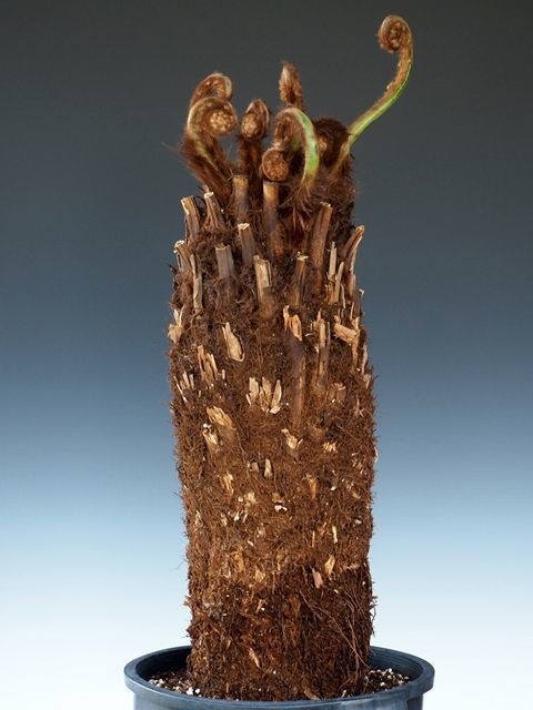 ディクソニア アンタルクティカ - 植物/観葉植物