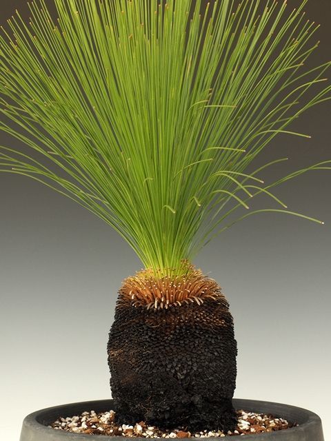 画像: ザンソロエア「ジョンソニー」（Xanthorrhoea johnsonii）