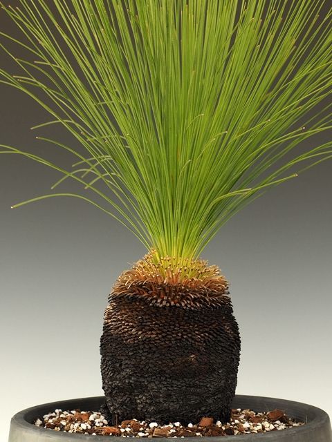 画像: ザンソロエア「ジョンソニー」（Xanthorrhoea johnsonii）