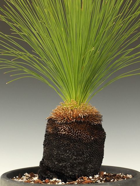 画像: ザンソロエア「ジョンソニー」（Xanthorrhoea johnsonii）