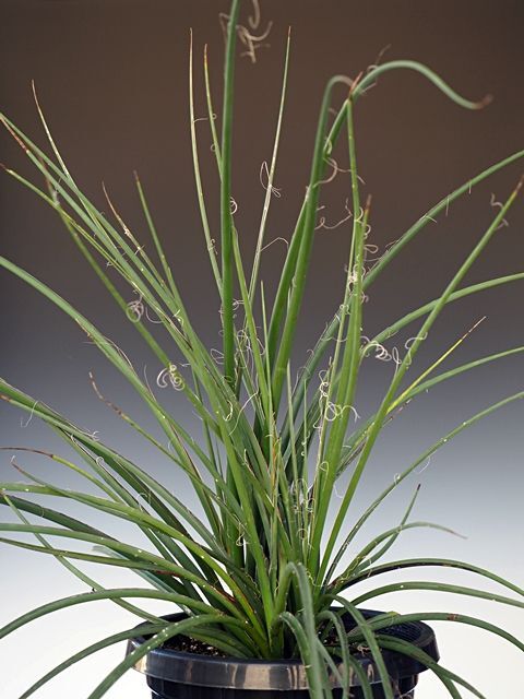 画像: ヘスペラロエ「パルビフローラ」Lサイズ　Hesperaloe　parviflora